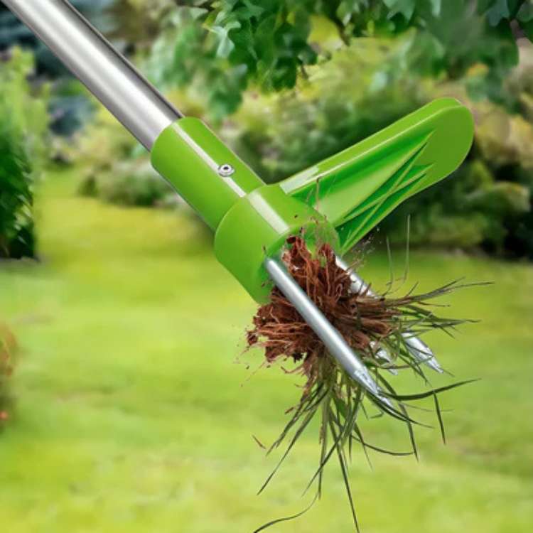 Onkruidtrekker in actie, verwijdert paardenbloem uit de tuin. Gemakkelijk en schoon wieden met dit tuingereedschap.