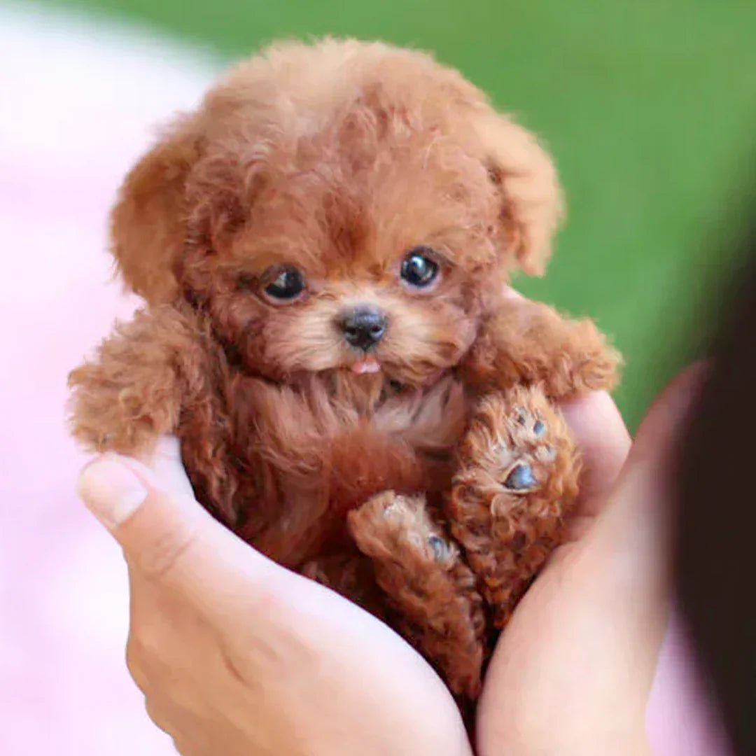 Interactieve pluche hond met realistische bewegingen, ideaal gezelschap voor kinderen en senioren.
