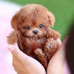 Bruin