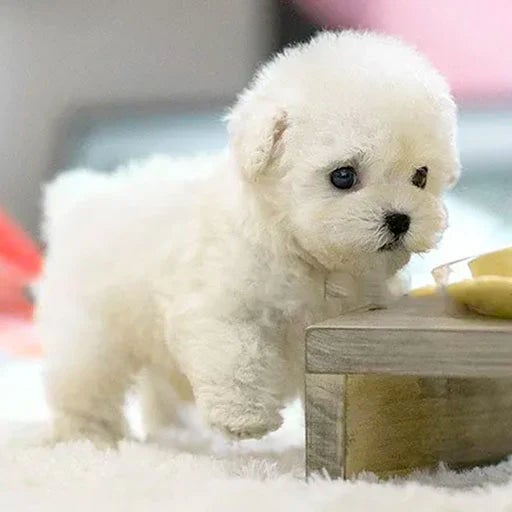 Realistische interactieve pluche hond; beweegt en maakt geluid, perfect als gezelschapsspeelgoed.